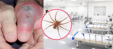 MINSA enciende INMINENTE ALERTA por ARAÑA casera: ¿Cómo identificar este VENENOSO ARÁCNIDO de las noches frías? Minsa enciende INMINENTE ALERTA por ARAÑAS caseras: ¿Cómo identificar este VENENOSO ARÁCNIDO de las noches frías?