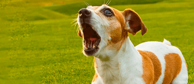 ¿Por qué tu perro ladra solo a ciertas personas? La ciencia tiene la respuesta ¿Por qué tu perro ladra solo a ciertas personas? La ciencia tiene la respuesta