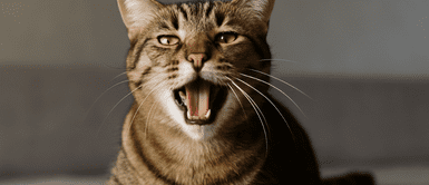 ¿Tu gato llora como un bebé? El extraño comportamiento que desconcierta a muchos y lo que dicen los expertos ¿Tu gato llora como un bebé? El raro comportamiento que desconcierta a muchos y lo que dicen los expertos