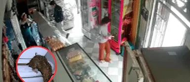 Captan a roedor huyendo de panadería durante sismo de 6.1 en Lima Captan a roedor huyendo de panadería durante sismo de 6.1 en Lima