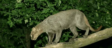 ¡Regreso salvaje! Felino que se creía extinto resurge tras 40 años y deja atónitos a los expertos El fantasma de los bosques vuelve a rugir: reaparece el jaguarundi tras 40 años desaparecido