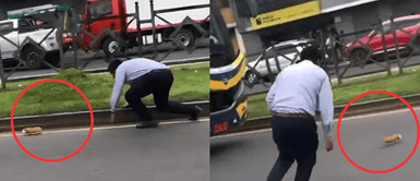 Chofer de bus detiene el tránsito para atrapar un cuy en plena pista: "Se cayó la encomienda" Chofer de bus detiene el tránsito para atrapar un cuy en plena pista: "Se cayó la encomienda"