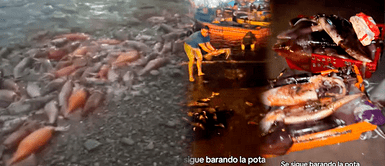 PESCADORES temen lo peor y lanzan TERRIBLE ADVERTENCIA ante gran cantidad de pejerrey y pota en la orilla de los muelles PESCADORES temen lo peor y lanzan TERRIBLE ADVERTENCIA ante gran cantidad de pejerrey y pota en la orilla de los muelles