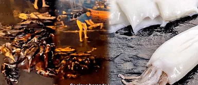 DECENAS de POTA aparecen VARADAS en Pucusana: ¿Cuánto cuesta el kilo? ¿Oportunidad o PELIGRO? DECENAS de POTA aparecen VARADAS en Pucusana: ¿Cuánto cuesta el kilo?