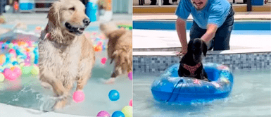 Primer parque acuático para perros: ¿Dónde está y cuánto cuesta? El PRIMER parque ACUÁTICO que todo dog lover querrá visitar: ¿Dónde queda y cuánto cuesta?