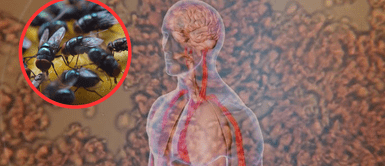 ¿La cura contra la leucemia está en las moscas? Científicos descubren sorprendente conexión ¿La cura contra la leucemia está en las moscas? Científicos descubren sorprendente conexión