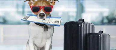 Conoce que documentos llevar si quieres viajar con tu mascosta. Pasaporte para mascotas: requisitos para viajar con tu engreído por Fiestas Patrias