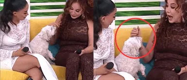 Perro de Onelia Molina muerde EN VIVO a Janet Barboza Perro de Onelia Molina MUERDE EN VIVO a Janet Barboza en ‘América Hoy’; conductora sorprende con su reacción