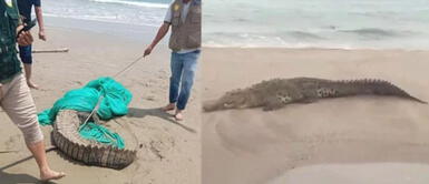 Enorme cocodrilo de casi 2 metros entra al mar y sorprende a bañistas en playa de Tumbes: fue capturado y reubicado. Presencia de cocodrilo en playa de Tumbes preocupa a veraneantes