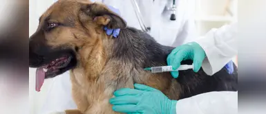 ¡Atención dueños de mascotas! Campaña veterinaria gratuita este 12 de septiembre: conoce dónde y qué servicios habrá ¡Atención dueños de mascotas! Campaña veterinaria gratuita este 12 de septiembre: conoce dónde y qué servicios habrá