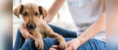 Adopción responsable: la clave para aliviar la crisis que viven los albergues en el Perú. Día de la adopción: la urgencia de apoyar a los albergues y promover la adopción en el Perú