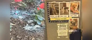 Varias denuncias han inundado las redes sociales sobre el fallecimiento de mascotas en distintos distritos. URGENTE | Crece el envenenamiento de mascotas en Lima: Vecinos acusan abandono total de las autoridades