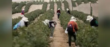 Agricultores peruanos preocupados por nuevos aranceles de EE. UU. Agricultores peruanos en RIESGO: EE.UU. hace DURA imposición que pondría en alerta a productores