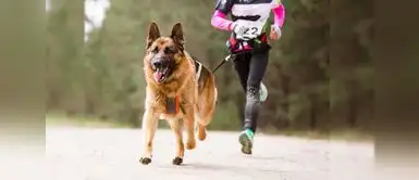 Este será solo el inicio de una gran jornada familiar, que continuará con una feria canina de acceso completamente gratuito. Super Pet DogRace 2025: Fiesta Canina de Deporte y Diversión en Lima