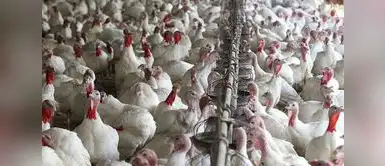 Conoce todos los locales de recojo de pavo para tu cena. ¿Dónde canjear el pavo San Fernando 2025? Horarios y puntos de recojo