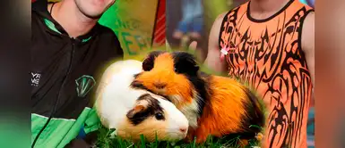 Exchico reality de eeg Increíble giro: exchico reality renuncia a la TV y afirma que vender cuyes le dejará más plata que EEG