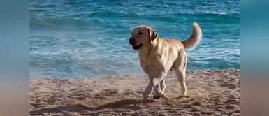 Ahora puedes disfrutar de un día de playa con tu peludo. Conoce las playas petfriendly a las que puedes ir. Las playas de Lima donde puedes disfrutar el verano junto a tu mascota