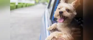 Playas pet friendly en Lima 2026 Playas pet friendly en Lima 2026: conoce los balnearios donde puedes ir con tu mascota este verano