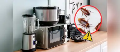 El electrodoméstico de tu casa que puede estar lleno de insectos. Ni el microondas ni la tostadora: este es el electrodoméstico de tu casa que puede estar lleno de insectos