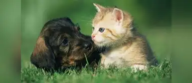 El objetivo de la campaña es fomentar la tenencia responsable. Conoce dónde será la campaña veterinaria gratuita de este 6 de febrero y qué servicios brindará