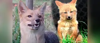 Zorrito Run Run es papá y tiene pareja La nueva vida de Run Run: el zorro andino rescatado en Lima se convirtió en padre de tres crías y tiene pareja