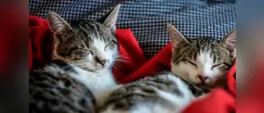 Se estima que entre el 38% y el 42% de los hogares cuenta con al menos un gato. ¿El secreto de la eterna juventud felina? Descubre los 5 pilares que transformarán la salud de tu gato