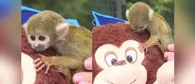 La versión peruana del monito 'Punch' ya está listo para ser visitado. Conoce al ‘Punch’ peruano: el pequeño mono rescatado que enternece al país y ya puede ser visitado