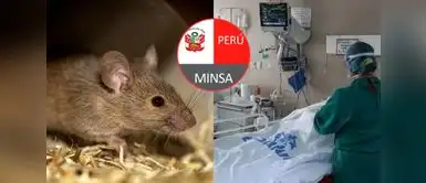 Minsa confirma 3 fallecidos y 841 casos de contagios a nivel nacional por leptospirosis. Minsa confirma 3 fallecidos y 841 casos de contagios a nivel nacional por leptospirosis: ¿Cómo reconocer sus síntomas?