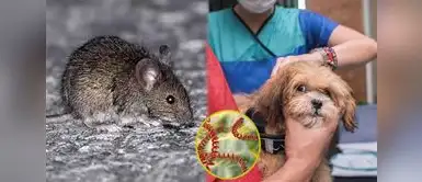 Aumenta el peligro de leptospirosis en zonas urbanas. Leptospirosis: especialista del Ministerio de Salud explica cómo evitar contagios en casa
