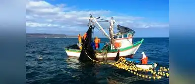 El misterio que se tragó una industria en el Perú El misterio que se tragó una industria en el Perú: Cómo El Niño y la pesca sin límites arrasaron con esta especie