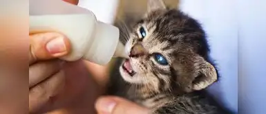 Conoce los cuidados al adoptar un cachorro de gato. ¿Acabas de adoptar un gato cachorro y no sabes cómo alimentarlo? 3 nutrientes que no pueden faltarle