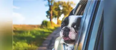 Conoce cómo cuidar a tu mascota si lo llevas de viaje por el feriado largo. ¿Viajas con tu mascota esta Semana Santa? 3 cosas que no pueden faltar en tu checklist para hacerlo de forma segura