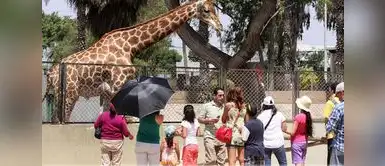 No te quedes tenso esperando los resultados de las elecciones y visita con la familia el Parque de las Leyendas. ¿Planes en elecciones? Parque de las Leyendas abre con promociones y eventos para niños este fin de semana