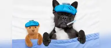 'Negrito' ahora está buscando su forever home. Perrito callejero enfermo llega solo a veterinaria en San Juan de Lurigancho y conmueve a vecinos