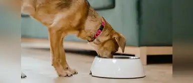 Elegir una nutrición basada en ciencia no es solo una cuestión de preferencia, es la herramienta más efectiva para asegurar que el bienestar de los cachorros. El Efecto dominó: El 70% de los cachorros recibe una dieta adulta prematura que compromete su futuro