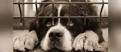 Distrito quiere prohibir más de una mascota por hogar. Conoce más detalles de este proyecto. ¿Una sola mascota en casa? Esta ciudad peruana aprueba medida y genera debate