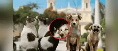 Este es la gran multa que tendrán que pagar las familias si tienes más de dos mascotas en casa. Multa por exceso de mascotas: este es el monto que pagarían quienes tengan más de dos en casa