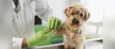 Las autoridades recomiendan llegar temprano para debido a la alta demanda de atención. Campaña veterinaria gratis este 16 de mayo: revisa dónde atenderán y qué servicios ofrecerán
