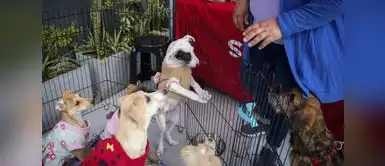 En esta edición también participarán importantes centros comerciales. Quinta jornada nacional de adopciones y busca encontrar hogar a 100 mascotas