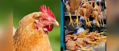 Influenza aviar: Senasa oficializa emergencia sanitaria e impone medidas obligatorias. ¿Está en riesgo el consumo de pollo? Senasa declara EMERGENCIA SANITARIA por gripe aviar y dicta estrictas prohibiciones