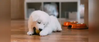 5 mitos y verdades sobre la alimentación de los cachorros: lo que todo tutor en el Perú debería saber 5 mitos y verdades sobre la alimentación de los cachorros: lo que todo tutor en el Perú debería saber