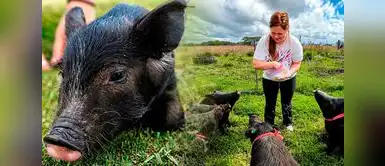 ¿Te gustan los animales? Refugio ofrece alojamiento gratuito a voluntarios que ayuden con animales rescatados ¿Te gustan los animales? Refugio ofrece alojamiento gratuito a voluntarios que ayuden con animales rescatados