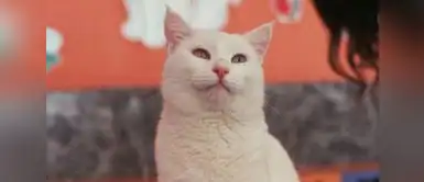 Día del gato. Mes del Gato: la esterilización puede reducir hasta en un 91 % el riesgo de desarrollar cáncer de mama