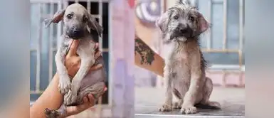 Campaña de adopción. Día Internacional del Animal sin Hogar: jornada de adopción busca dar una segunda oportunidad a perros rescatados
