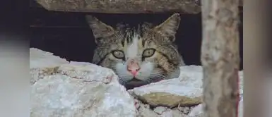 Las familias deben tener protocolos para momentos de desastres naturales. ¿Está preparada tu mascota para un desastre natural? Tres medidas que pueden marcar la diferencia