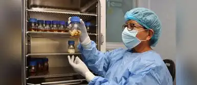 Entre 2014 y 2025, el Banco de Tejidos alcanzó una producción de 59 561 apósitos biológicos. IPEN supera los 59 mil apósitos biológicos para atender quemaduras