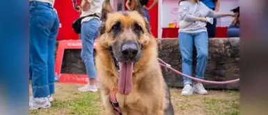 La actividad es pesanda para fomentar la adopción. Conoce más sobre la primera gran caminata familiar que convertirá cada inscripción en alimento para mascotas rescatadas