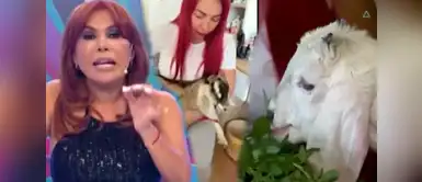 Magaly Medina arremete contra Deysi Araujo por indignante trato hacia cabrita Magaly Medina 'EXPLOTA' contra Deysi Araujo y hace GRAVE acusación de maltrato hacia su cabrita: "Se pasó de la raya"