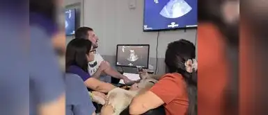 El ecografista veterinario español Oscar Cruz visitó la ciudad de Lima para capacitar a equipos médicos de diversas clínicas . El examen veterinario de 3 minutos que podría salvar la vida de tu mascota