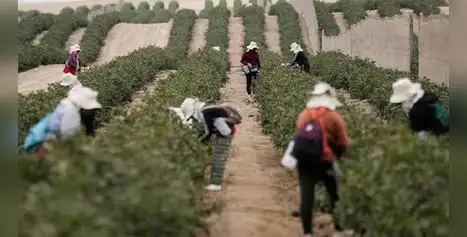 Agricultores peruanos en RIESGO: EE.UU. hace DURA imposición que pondría en alerta a productores Agricultores peruanos en RIESGO: EE.UU. hace DURA imposición que pondría en alerta a productores